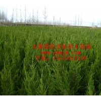 供应蜀桧 龙柏 石楠 枫香苗木