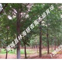 郯城林海供应：米经10-60公分银杏树、法桐等精品苗木