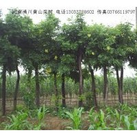 供应玉兰；木瓜 杜仲，黄栌，百日红，大叶女贞，五角枫 丁香