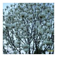 湖北全冠白玉兰 10-12-15-18-20公分白玉兰