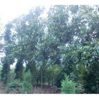 供白玉兰、高杆女贞、紫叶李、国槐、金叶女贞、火棘、红叶小檗