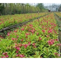 供红王子锦带 塔柏.蜀桧.北京桧.洒金柏.雪松.龙柏.侧柏