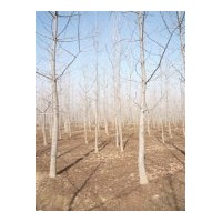 主要经营银杏苗木、银杏叶、银杏果、银杏茶叶、银杏盆景