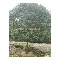 产品有紫薇、桂花、银杏、广玉兰，红叶李、红继木等