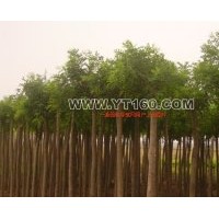 出售龙爪槐 垂柳 龙爪槐 火炬