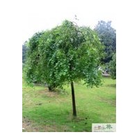 成都苗圃龙爪槐绿化苗木