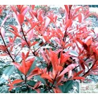 成都球形红叶石楠苗木供应