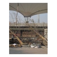 供应各种规格的银杏树