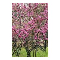 出售成都紫荆花 成都苗圃紫荆