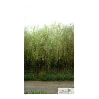 成都低价黄金柳 工程苗