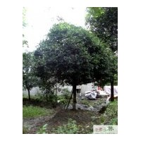 成都低价苗木四季桂树高200-220cm