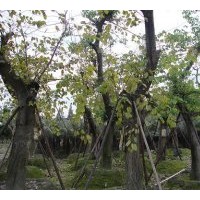 供应成都羊蹄甲 米径：8-10公分