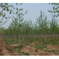 出售实生定杆一年冒造型法桐