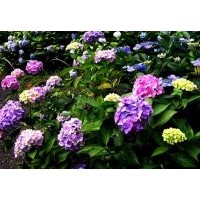 供应成都八仙花高度50-55公分