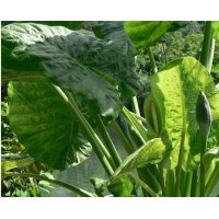 成都工程苗木滴水观音高：40-50公分 滴水观音水生植物