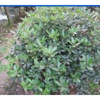 供海桐球高：80公分