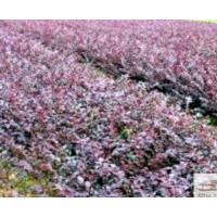 供红继木球高度：80公分