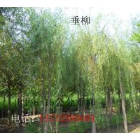 供应垂柳