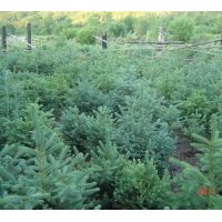 出售 樟子松 云杉 蒙古栎 大叶丁香