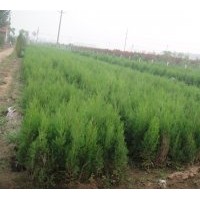 供应侧柏小苗、2-3公分红叶碧桃、3.5-4米黑松、5-10米雪松