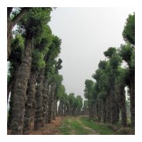 供移栽骨架香樟(多杆)