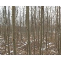 河北苗木：火炬树、柳树、速生柳、馒头柳、旱柳、漳河柳、垂暴10