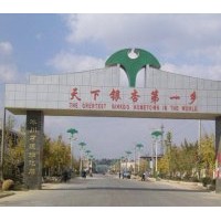 11年下半年辰枫银杏树报价