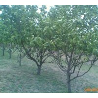 出售优质李子树，适合占地等用途