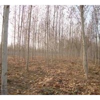 各种规格法桐出售