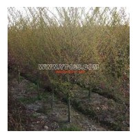 出售垂丝海棠 胸径3-8公分