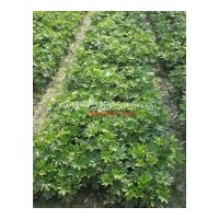 出售高20-40公分鸭脚木