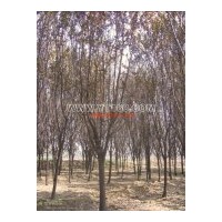出售紫叶李 火炬，垂柳，黄皮柳，速生柳，馒头柳，国槐、法桐、