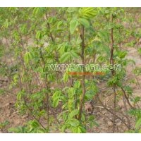 出售珍珠梅 火炬 刺玫 国槐 白蜡等小苗