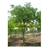 出售黄葛树（8-20公分米径），黄葛树苗圃