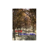 大量供应红叶李 樟，桂花，红叶李，紫薇，乌桕树，广玉兰