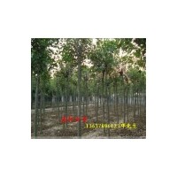 大量供应大叶女贞 小叶女贞球，红花继木球，大叶黄杨球，火棘球