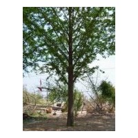 供邳州银杏 实生苗，嫁接苗