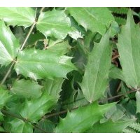 大量批发十大功劳