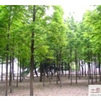 供应成都水杉米径：8-10公分