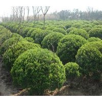 成都工程苗木大叶黄杨高：40-50公分