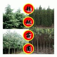南京广玉兰基地苗圃