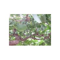 出售银杏树 2-80公分