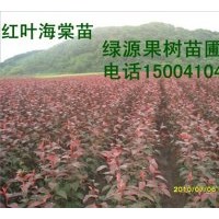 王族海棠苗 红叶海棠苗