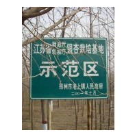 邳州达丰银杏全国银杏示范基地