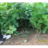 自家苗木低价出售各种景天.草花.连翘.丁香.....