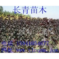 辽宁紫叶海棠低价供应 量大