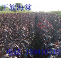 铁岭地区供应王族海棠，王族海棠苗