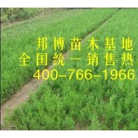 侧柏小苗价格低 大量出售侧柏苗