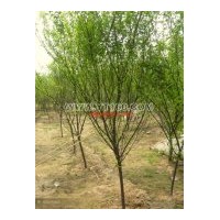 出售榆叶梅（含丛生），西府海棠，红宝石，木槿，广玉兰