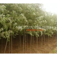 出售速生柳 金叶榆 垂柳 龙爪槐